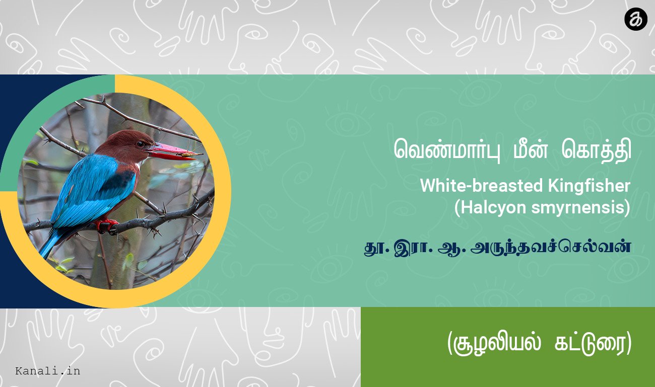 வெண்மார்பு மீன் கொத்தி