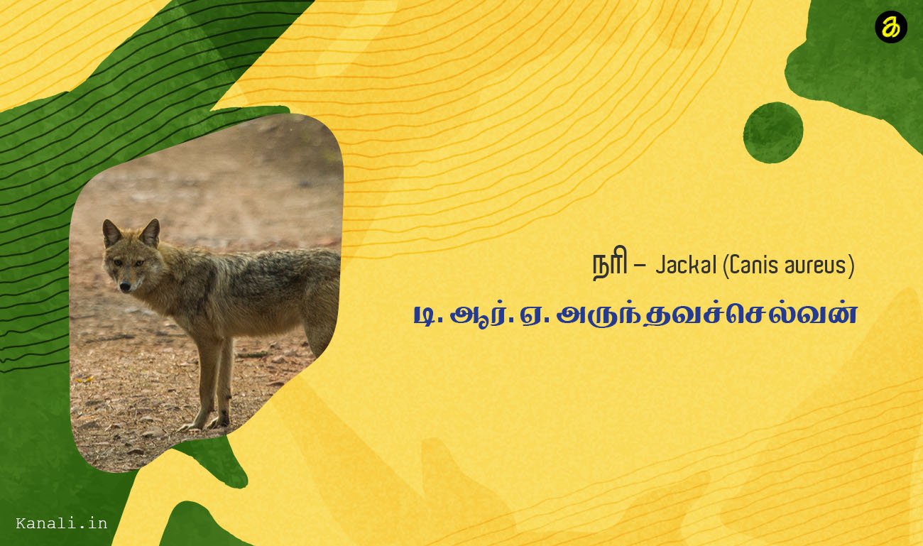 நரி Jackal (Canis aureus) -டி.ஆர்.ஏ.அருந்தவச்செல்வன்.