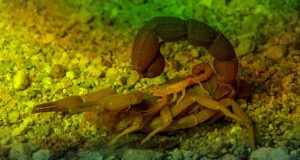 அற்றுப் போகும் தேளினம் Scorpion (disambiguation)-தூ.இரா.ஆ.அருந்தவச்செல்வன்.