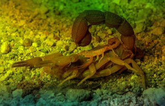 அற்றுப் போகும் தேளினம் Scorpion (disambiguation)-தூ.இரா.ஆ.அருந்தவச்செல்வன்.